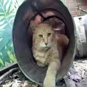 lost male cat scrappy